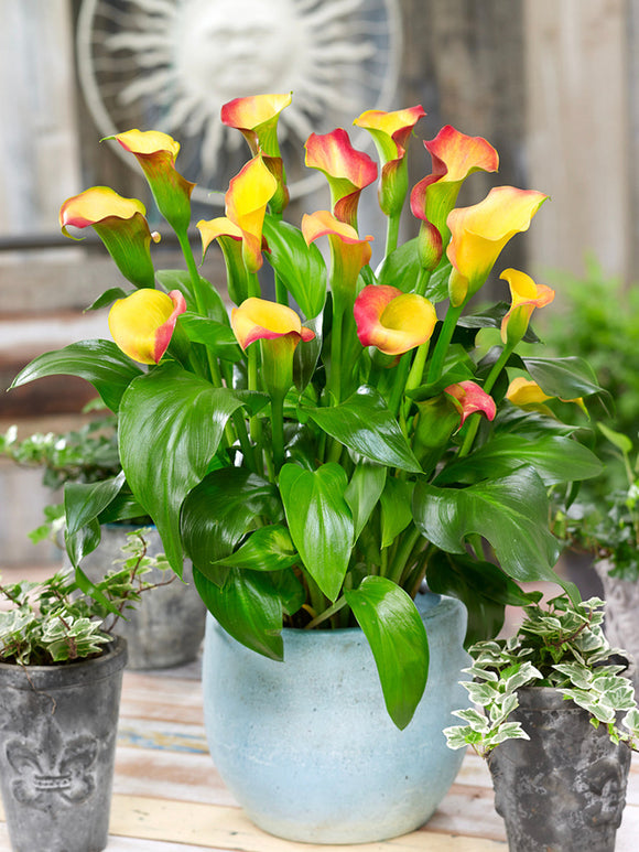 Calla Lelie (Zantedeschia) Captain Lido knollen kopen