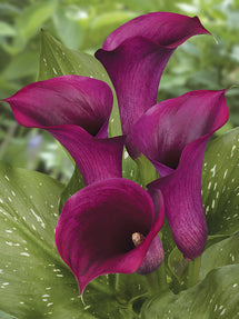 Calla Lelie (Zantedeschia) Captain Promise