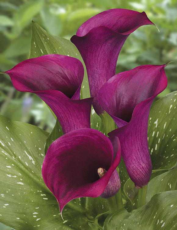 Calla Lelie (Zantedeschia) Captain Promise