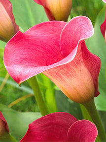 Calla Lelie Captain Romance