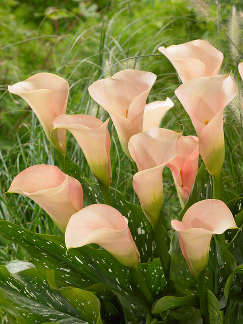 Calla Lelie bollen (Zantedeschia) Auckland