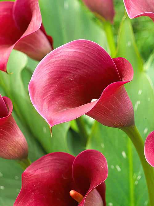 Calla Lelie bollen (Zantedeschia) Captain Promise