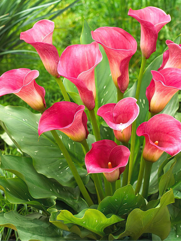 Calla Lelie Captain Romance Calla knollen bestellen