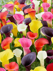 Calla Lelie Mix (Zantedeschia)