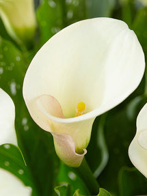 Calla Lelie (Zantedeschia) Captain Ventura