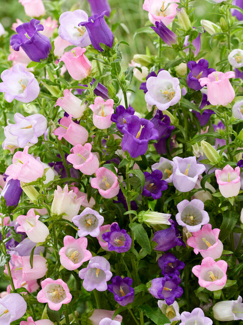 Campanula Champion Mix (Klokjesbloem)