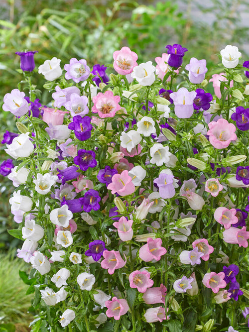 Campanula Champion Mix (Klokjesbloem) vaste planten