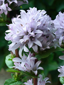 Campanula Emerald (Klokjesbloem)