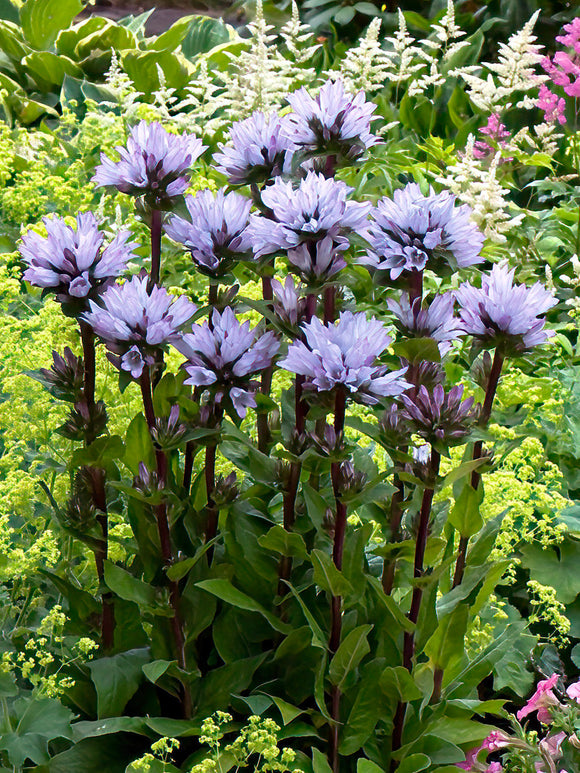 Campanula Emerald (Klokjesbloem) vaste planten bestellen