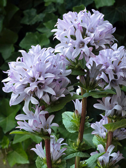 Campanula Emerald (Klokjesbloem) vaste planten kopen