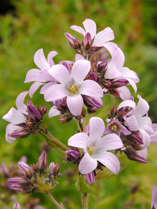 Campanula Loddon Anna (Klokjesbloem)