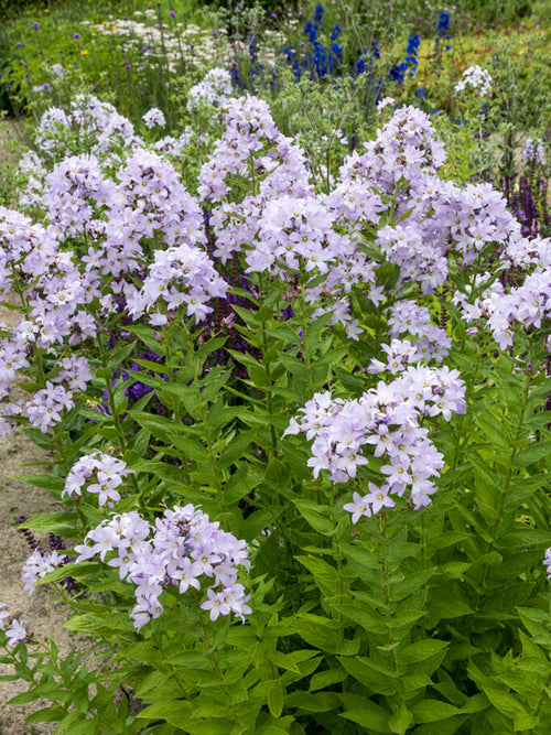 Campanula Loddon Anna (Klokjesbloem) vaste planten