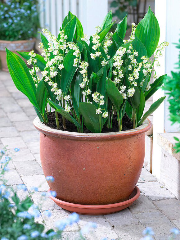 Convallaria_Majalis_Prolificans Lelietje-der-dalen