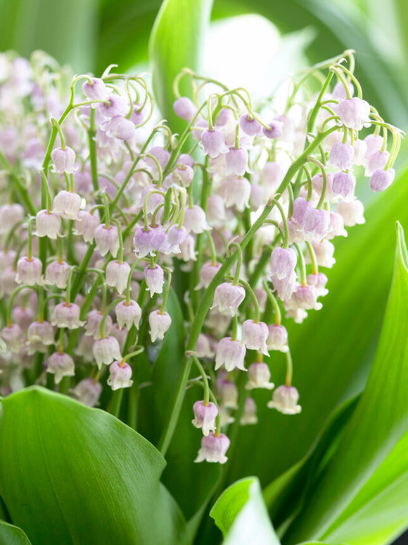 Roze Lelietje-van-Dalen | Convallaria majalis 'Rosea' online kopen