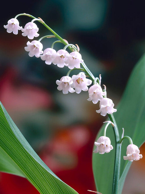 Roze Lelietje-van-Dalen | Convallaria majalis 'Rosea' planten kopen