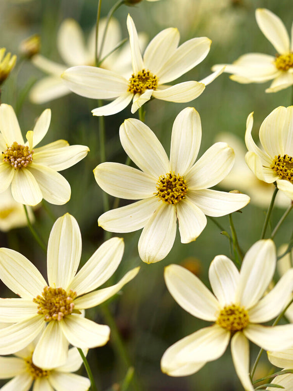 Coreopsis Moonbeam (Meisjesogen)