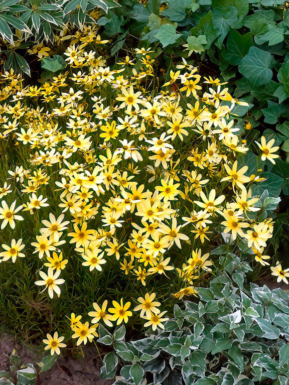 Coreopsis Moonbeam (Meisjesogen) vaste planten