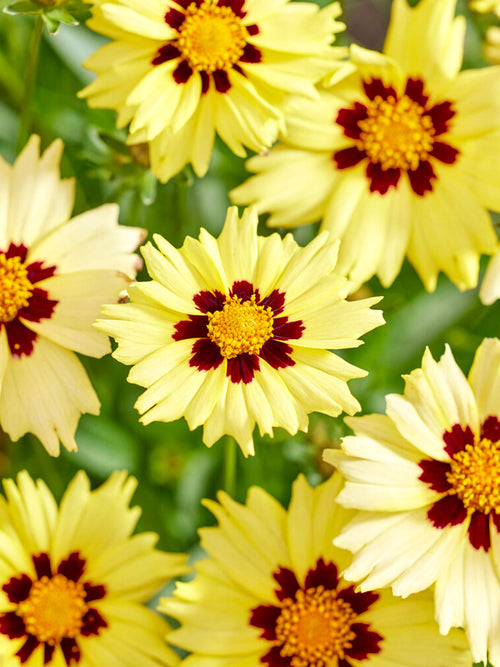 Coreopsis Solar Moon (Meisjesogen)