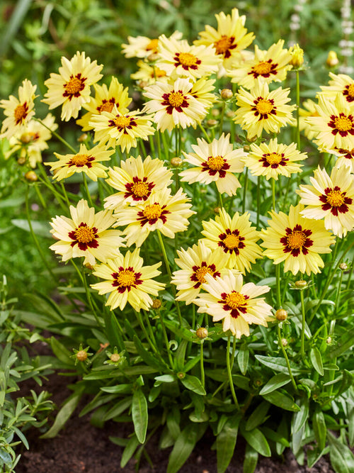 Coreopsis Solar Moon Meisjesogen planten