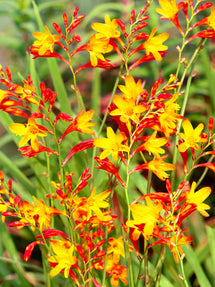 Crocosmia (Montbretia) Harlequin