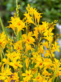 Crocosmia (Montbretia) Hot Spot