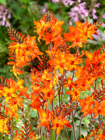 Crocosmia (Montbretia) Peach Melba