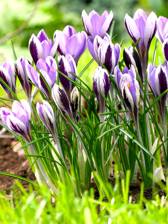 Krokus Bloembollen Spring Beauty