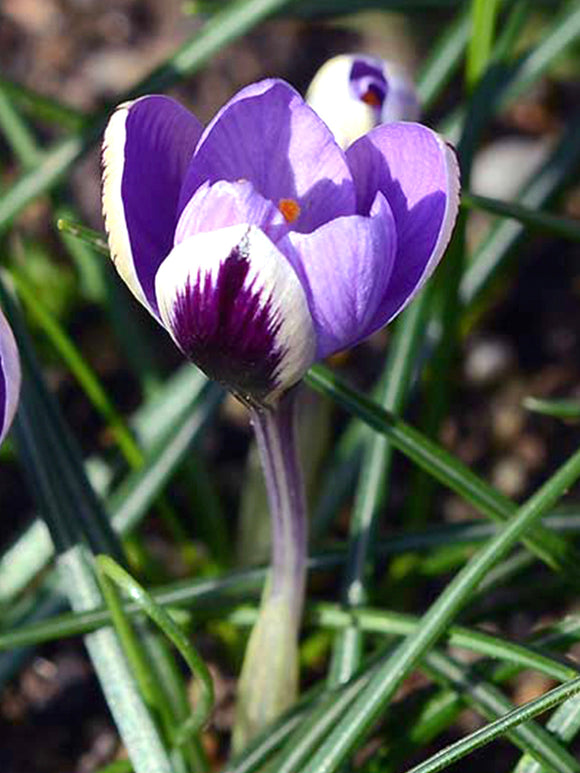 Krokusbollen bestellen Spring Beauty