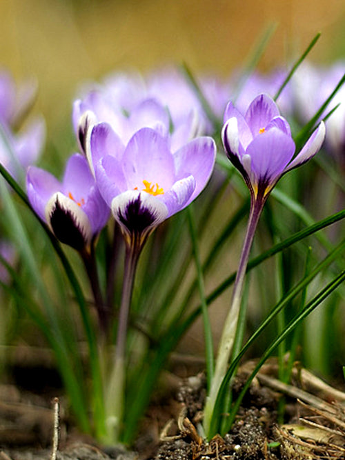 Krokus Spring Beauty Kopen