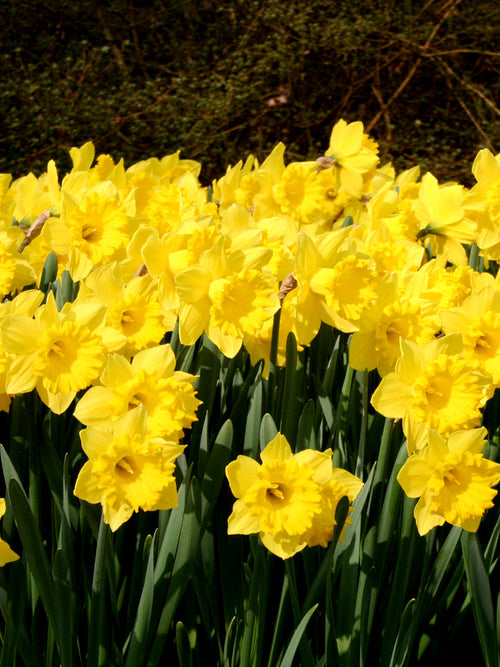 Narcis Dutch Master