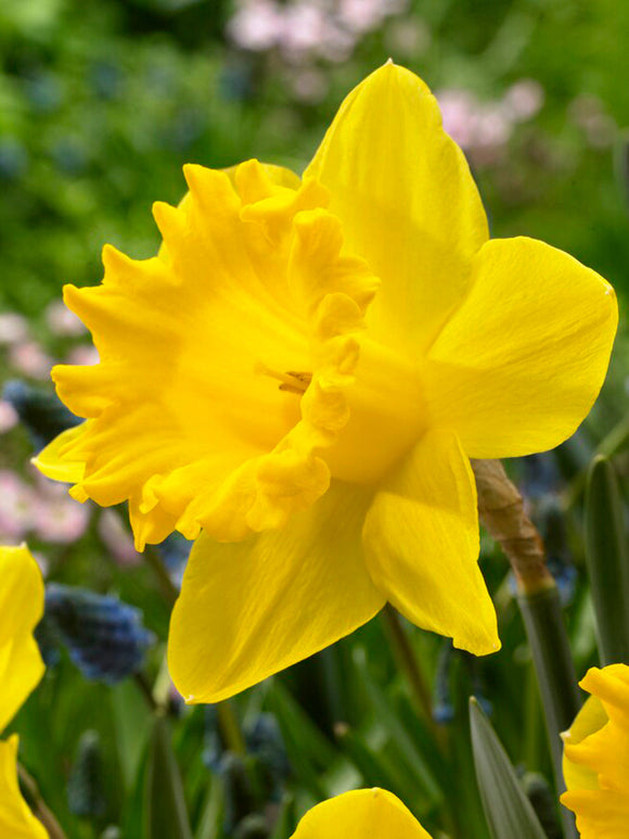 Narcis Dutch Master