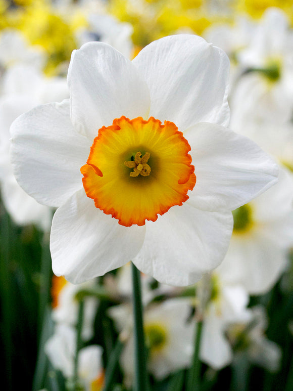 Narcis Flower Record