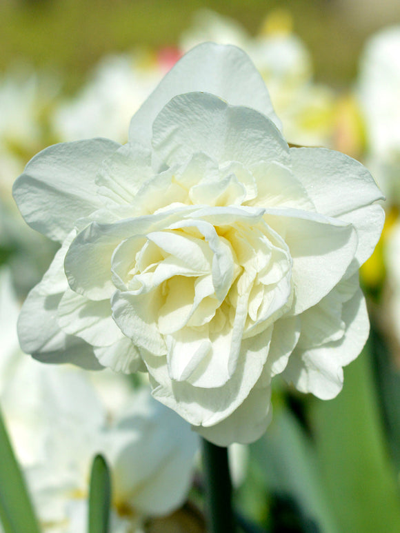 Narcissen White Explosion