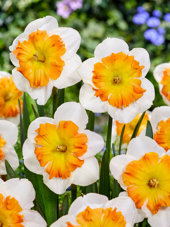 Narcis Zinzi bloembollen kopen 