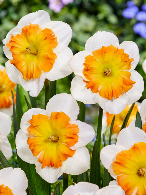 Narcis Zinzi bloembollen kopen - DutchGrown