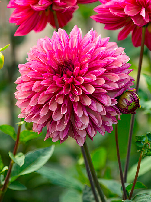 Dahlia Tubers Bacardi