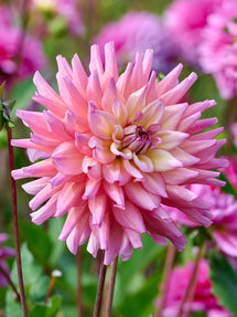 Dahlia Bahama Mama