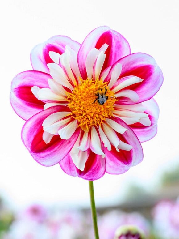 Wit en roze Dahlia Bumble Rumble