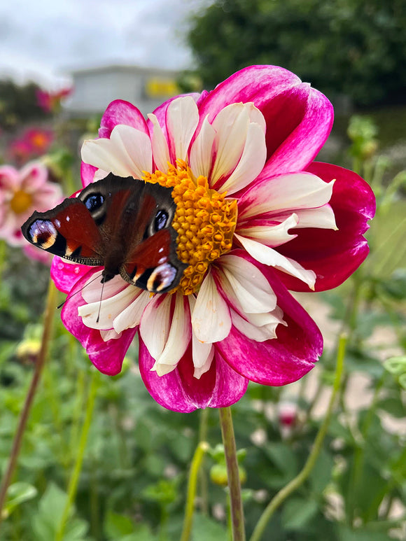 Dahlia's Bumble Rumble bestellen