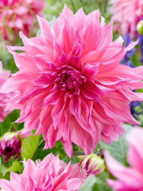 Dahlia Cafe au Lait Rosé kopen