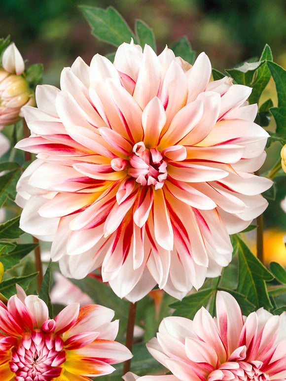 Dahlia Caribbean Fantasy