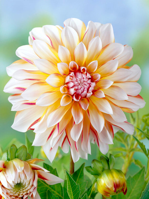 Decoratieve Dahlia Caribbean Fantasy