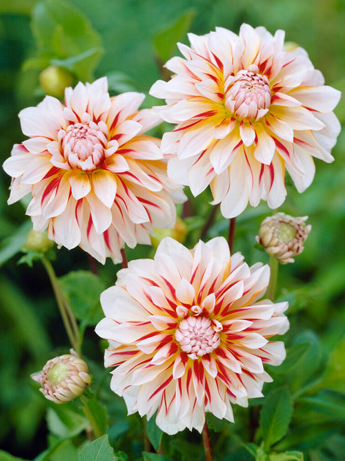 Caribbean Fantasy Dahlia knollen