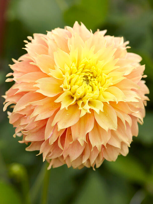 Dahlia Deep Impact