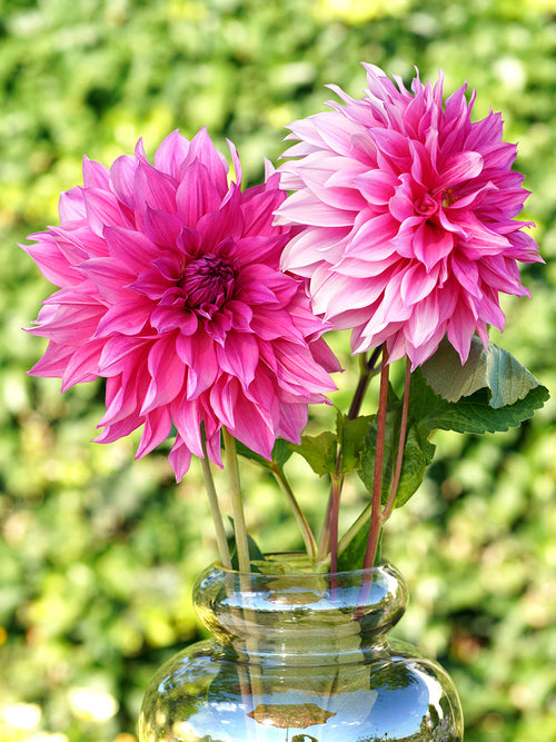 Dahlia Emory Paul online bestellen