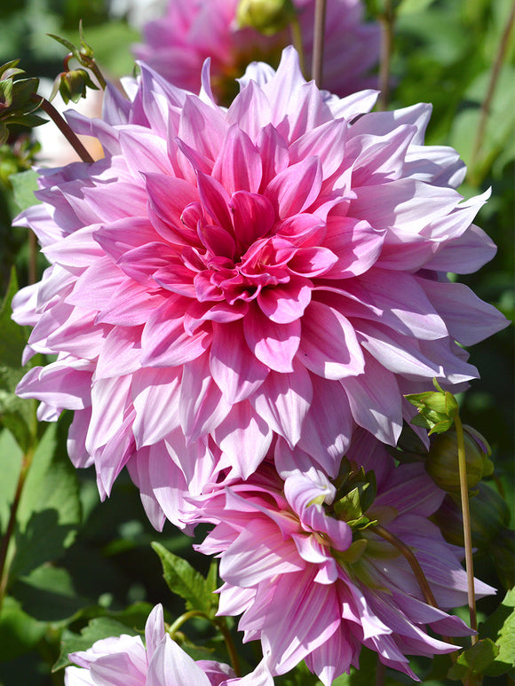 Dahlias bollen en knollen, Dahlia Emory Paul