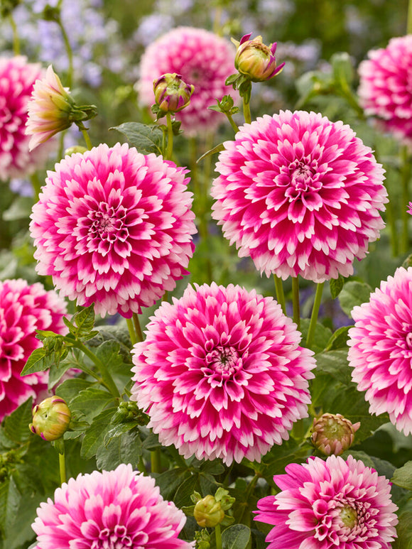 Dahlias Fuzzy Wuzzy