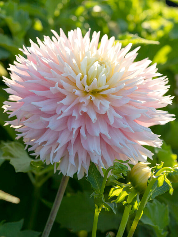 Dahlia Just Married dahliaknollen