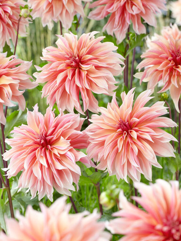 Dahlias Dahlia Labyrinth