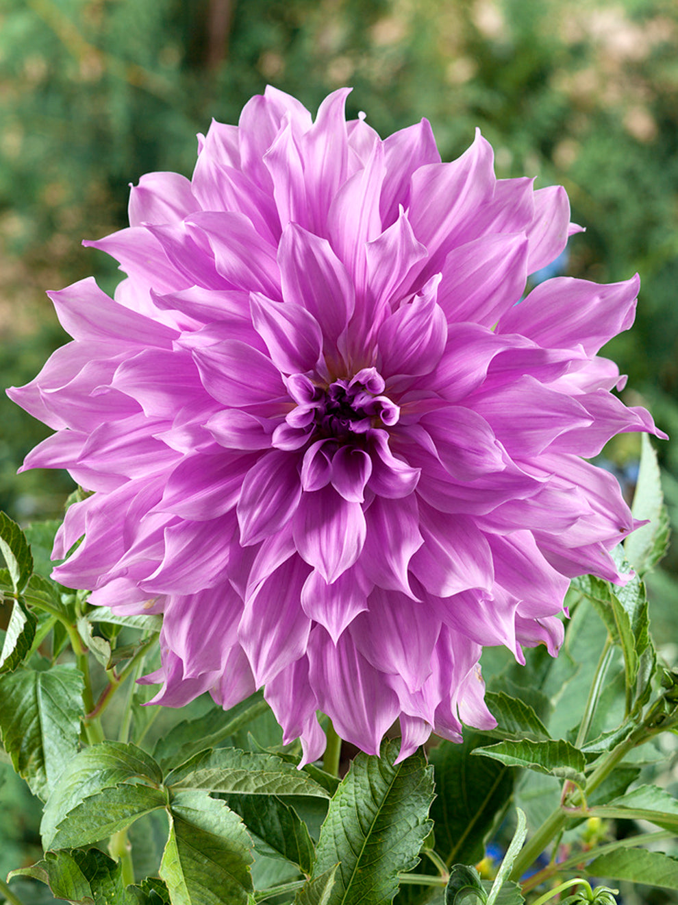 Dahlia Lavender Ruffles: een prachtige dahlia met zachtroze bloemen